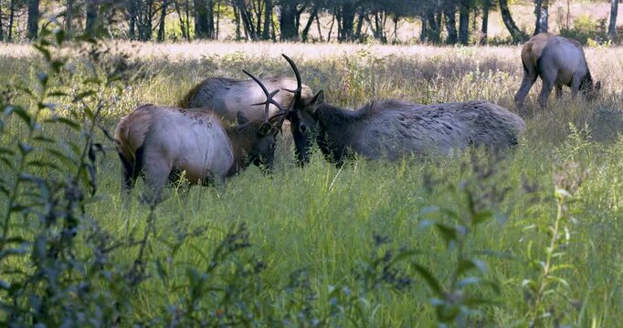 Elk locking horns in battle