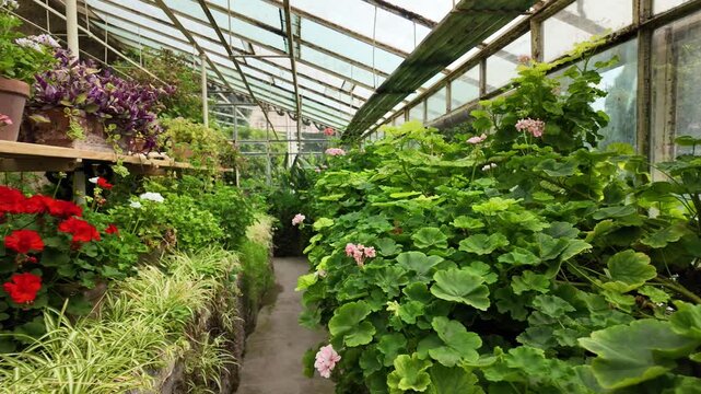 Beautifully blooming cultivated flowers in an old vintage greenhouse