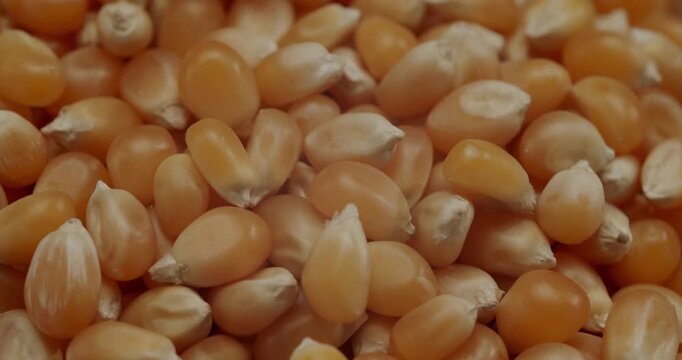 Macro view of golden unpopped popcorn kernels rotating slowly in a white ceramic bowl, showcasing the natural texture and details of the seeds isolated on a clean, bright background