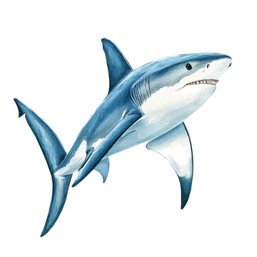 Shark, watercolor with intricate brush textures and gentle highlights, isolated on a white background.