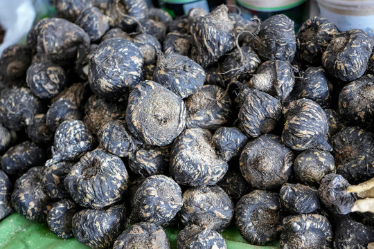 Wrinkled Black Maca Tubers Lie Sun-Dried, a Traditional Andean Superfood