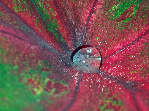 Plectranthus scutellarioides; coleus with water drops