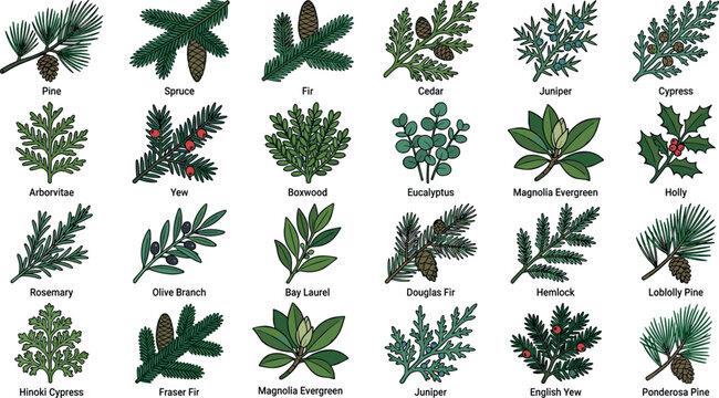 Conifer and Evergreen Tree Branch Botanical Vector Set with Named Labels for Christmas Greenery Educational Posters Holiday Cards and Festive Pattern Designs