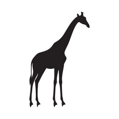Fototapeta premium Giraffe Standing silhourtte - Giraffe Vector - Giraffe Illustration.