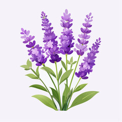 Obraz premium Lavendelblüten mit violetten Blütenständen