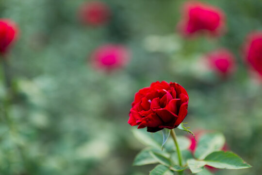 Zakir Hussain Rose Garden Chandigarh 