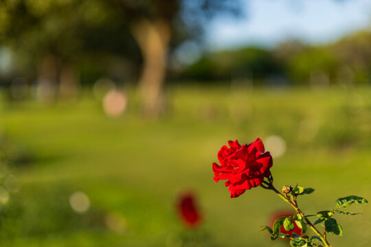 Zakir Hussain Rose Garden Chandigarh 