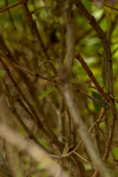 Close-up of tangled dry tree branches against a green foliage background