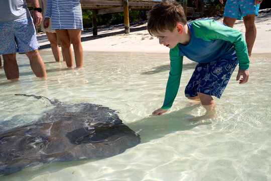 Young boy feeds wild sting ray as part of Bahamas vacation experience
