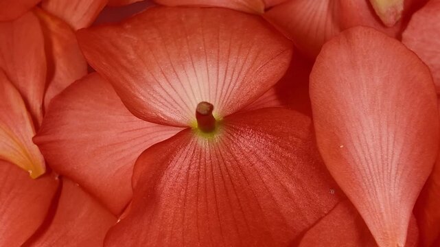 Slow cinematic movement over glowing orange flower petals creating an elegant abstract botanical background. Ideal for presentations, websites, advertising, packaging, titles and creative video projec