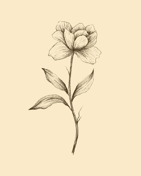 Beautiful open rose - Sepia Color