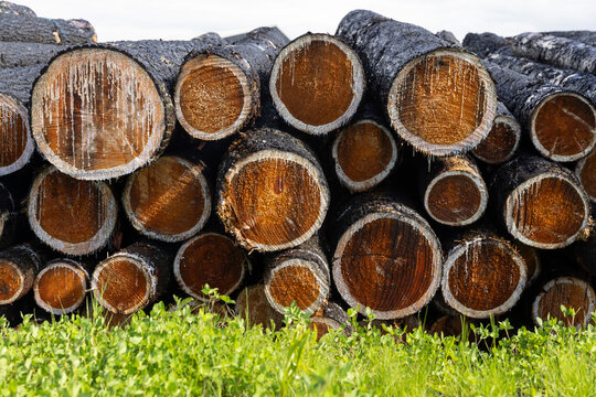 Cut Pine logs in  pile nobody
