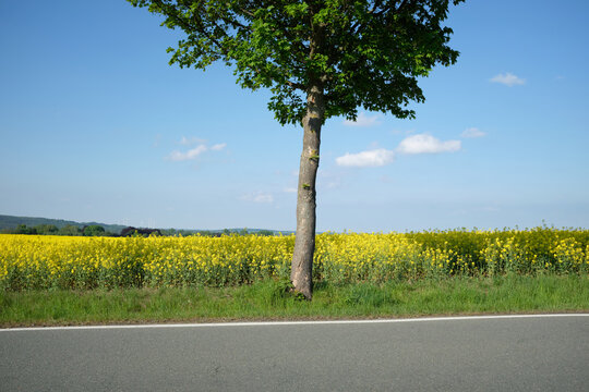 Solitary tree in front of a rapeseed field 