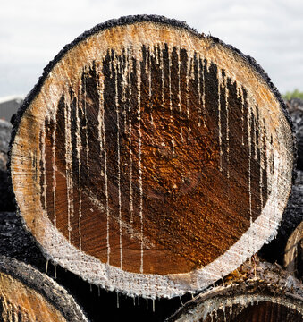 Cut Pine sap logs in a pile 