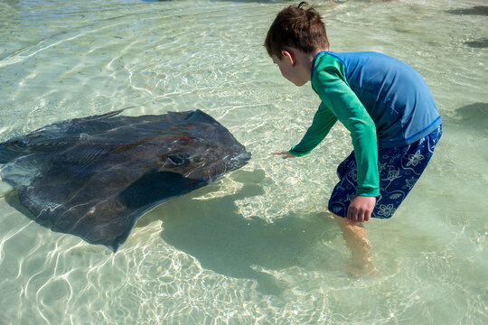 Brave child reaches out to touch a wild sting ray in the Bahamas