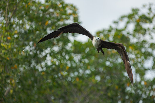 Frigatebird flying directly overhead with wide wings