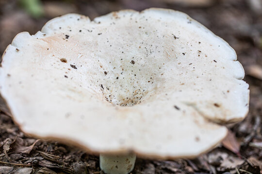 A close up picture of a Downy Milk Cap Mushroom/ Lactarius Pubescens.
