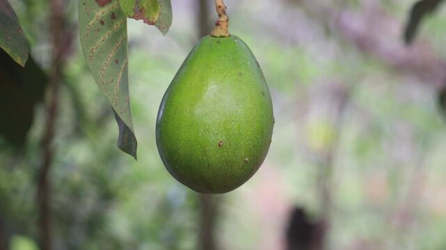 Close-up of a ripe avocado hanging from a tree branch in backyard in Coorg, Karnataka Fresh fruit growing naturally outdoors, ideal for agriculture, healthy food, farming, and nature-related projects.
