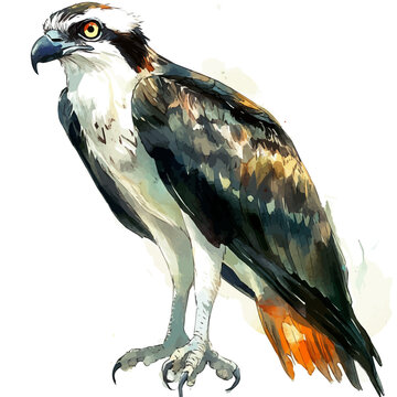 Osprey watercolor illustration, semi-realistic fantasy style, subtle magical elements, soft glow, isolated on white background