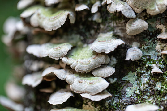  A close-up Violet-Toothed Polypore mushroom. Also known as Trichaptum Biforme and purple tooth. Decompose hardwood stumps and logs.