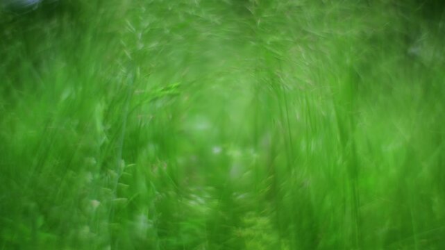 serene grass field in natural environment with top-down perspective and green and black colors, peaceful outdoor setting for nature background and environmental theme.