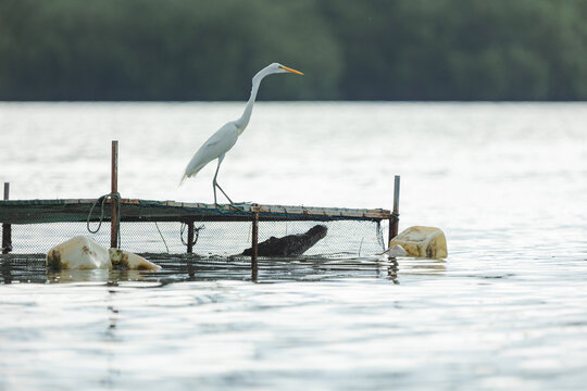 Great egret bird standing on floating aquaculture farm