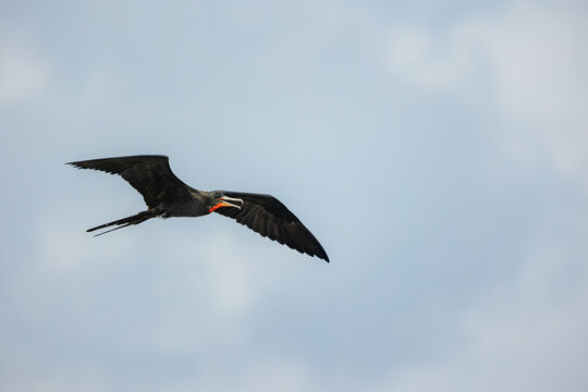 Frigatebird flying high with open beak in blue sky