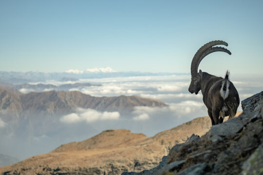 Aerial view of a male European Alpine Ibex (Capra ibex) standing on a rocky ledge against crests and clouds background, Monviso natural park, Cottian Alps, Piedmont, Italy. Ibex silhouette.