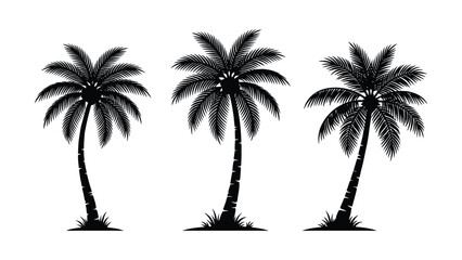 Black silhouettes of three palm trees on white background  tropical plants © Fabuji