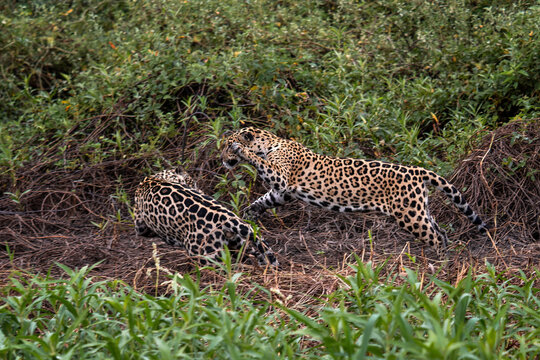 Jaguar - Panthera onca, beautiful large cat from South American forests, Pantanal, Brazil.