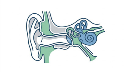 Anatomical Diagram of Human Inner Ear Structure. © MndlL