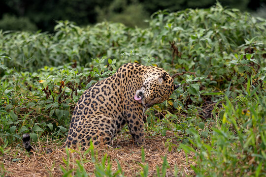 Jaguar - Panthera onca, beautiful large cat from South American forests, Pantanal, Brazil.