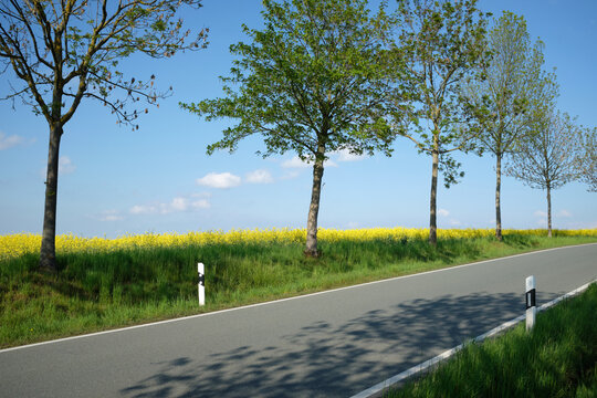 Roadside Trees Along a Rapeseed Field