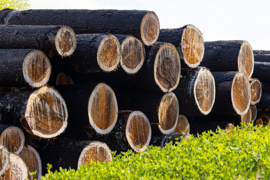 Cut Pine logs in a pile landscape 