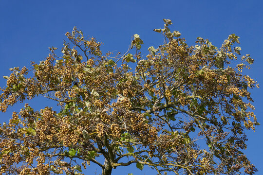 Bluebell tree