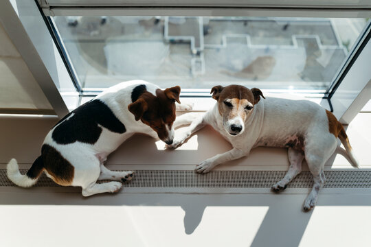 Two Dogs Relaxing by a Sunny Window in a Modern Home