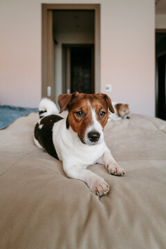 Playful Dogs Lounging in a Cozy Indoor Space With Soft Light