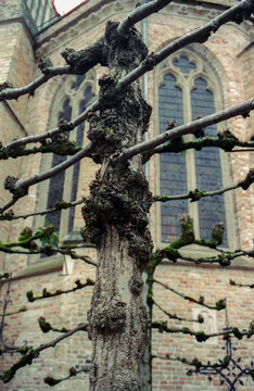 Tree in Front of Church