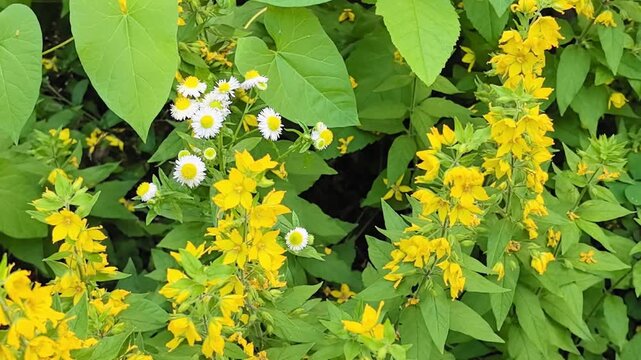 Yellow loosestrife and white fleabane flowers blooming in summer garden