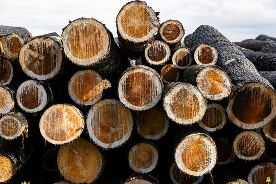 Cut Pine logs in a pile 