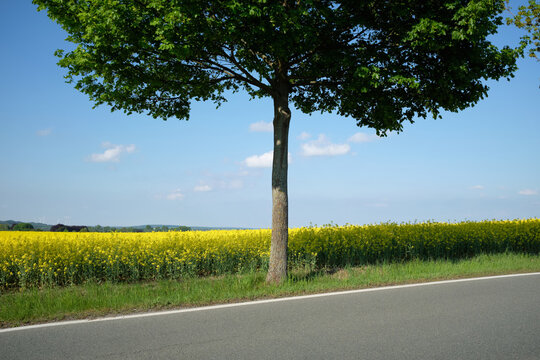Roadside Tree and Yellow Field