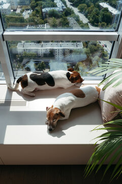 Dogs Enjoy a Sunny Moment by the Window in a City Apartment
