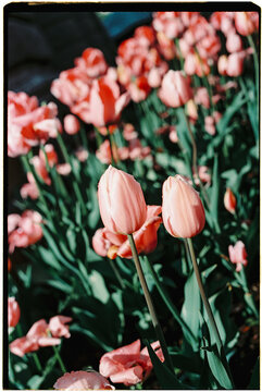 two pale tulips rise above a flower bed, 35mm film