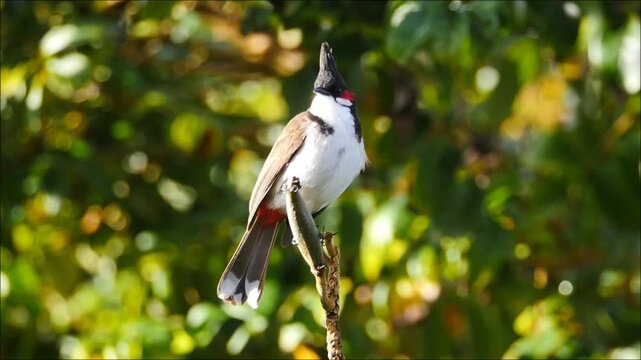 Red Whiskered Bulbul bird perching on tree