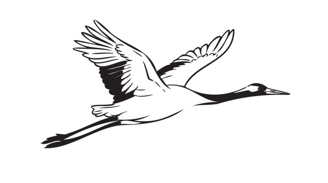 Black and white flying crane vector illustration, bird in flight, wildlife icon, elegant animal design