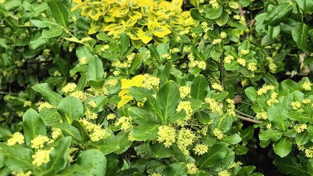 Yellow blooming shrub with green leaves and raindrops in summer garden