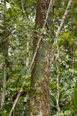 Fototapeta premium Patterned Epiphyte Plant on Mossy Branch