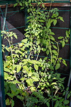 Tall tomato plants fill a sunny greenhouse with yellow flowers and developing green fruit. The cultivated vegetable is tomato Solanum lycopersicum.