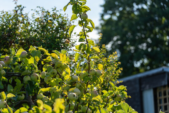 A productive apple tree carries many green fruits beside a small garden shed. The cultivated tree is apple Malus domestica growing in summer sunlight.