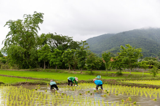 Farmer Transplanting Rice Seedlings in Flooded Paddy Field During Planting Season